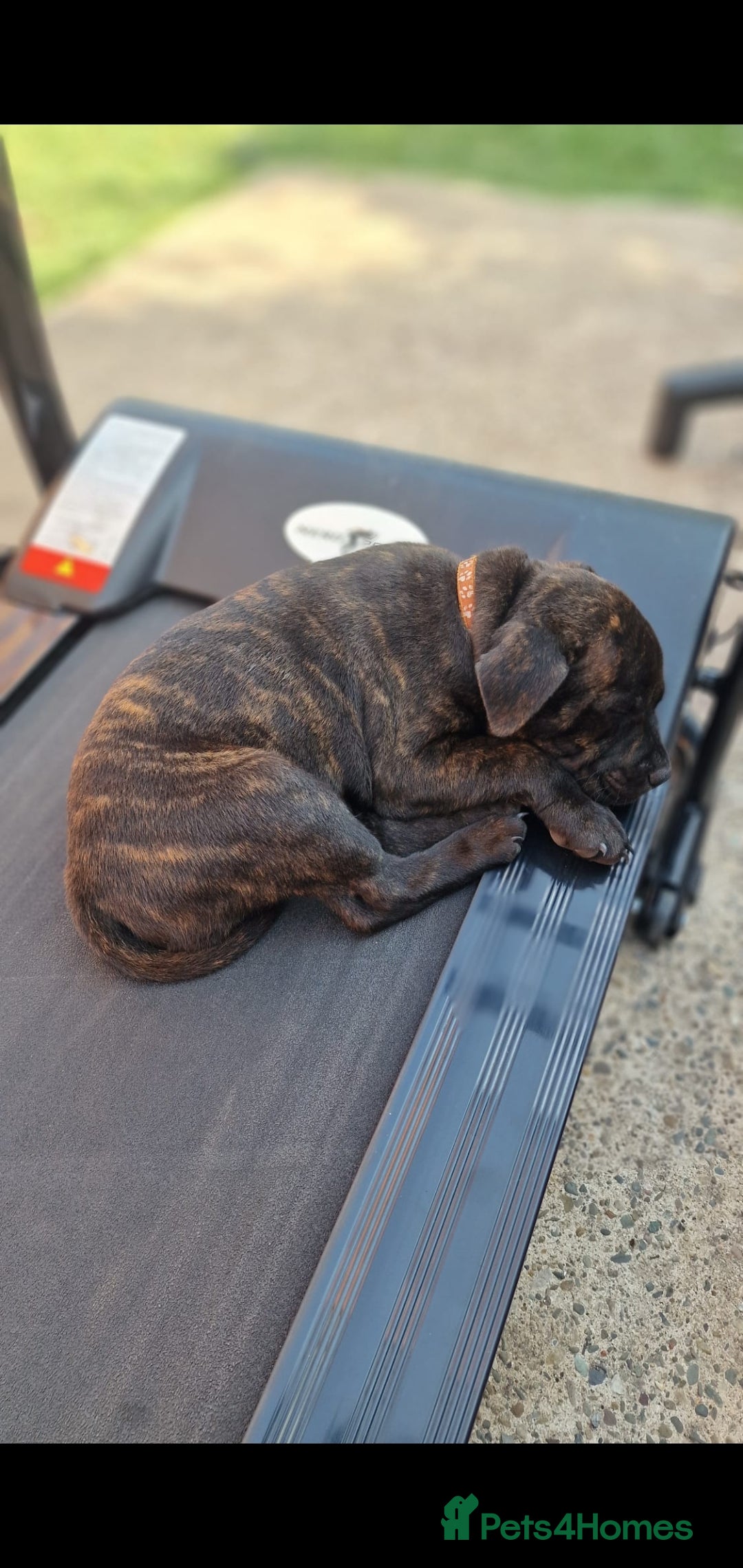 Staffordshire Bull Terrier dogs for sale: Champion Bloodline KC registered staffy puppies🐶  in Manchester - Image 10