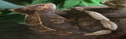 Gecko reptiles for sale: Female Harlequin Created Gecko in Aldershot - Advert 8