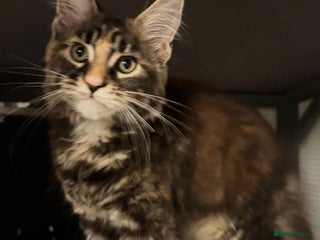 Maine Coon cats Active, TICA-registered female Maine Coon - Advert 1