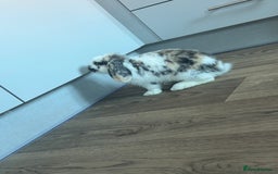 Mini Lop rabbits for sale: Mabel  - Image 3