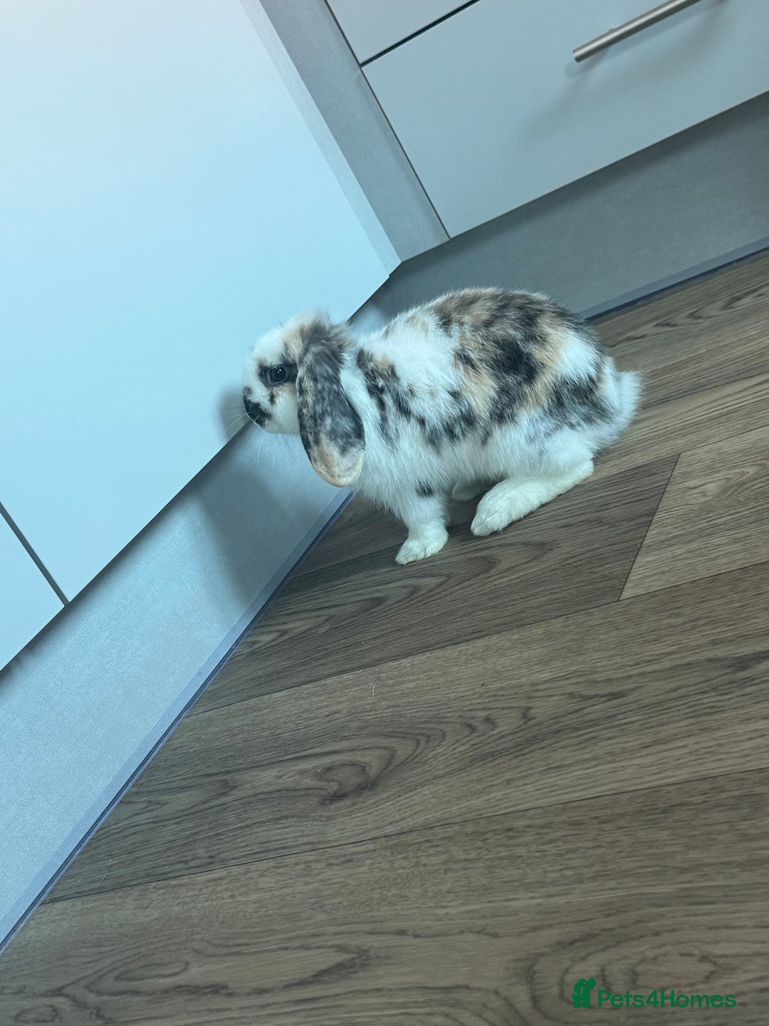 Mini Lop rabbits for sale: Mabel  - Image 3