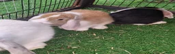 Mini Lop rabbits for sale: Mini lop - Advert 13