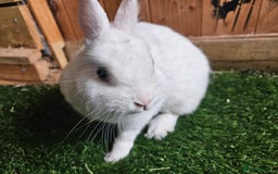 Netherland Dwarf rabbits for sale: Blue eyed Netherland  dwarf doe.  - Image 3