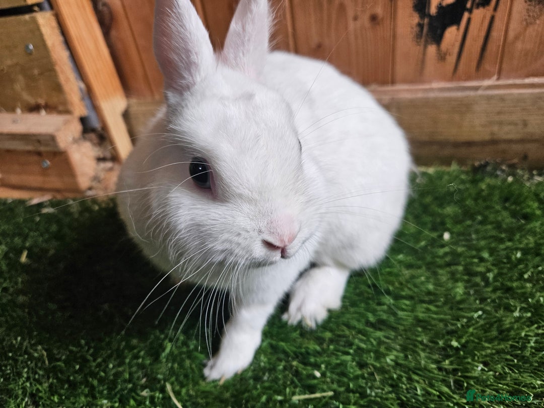 Netherland Dwarf rabbits for sale: Blue eyed Netherland  dwarf doe.  - Image 3