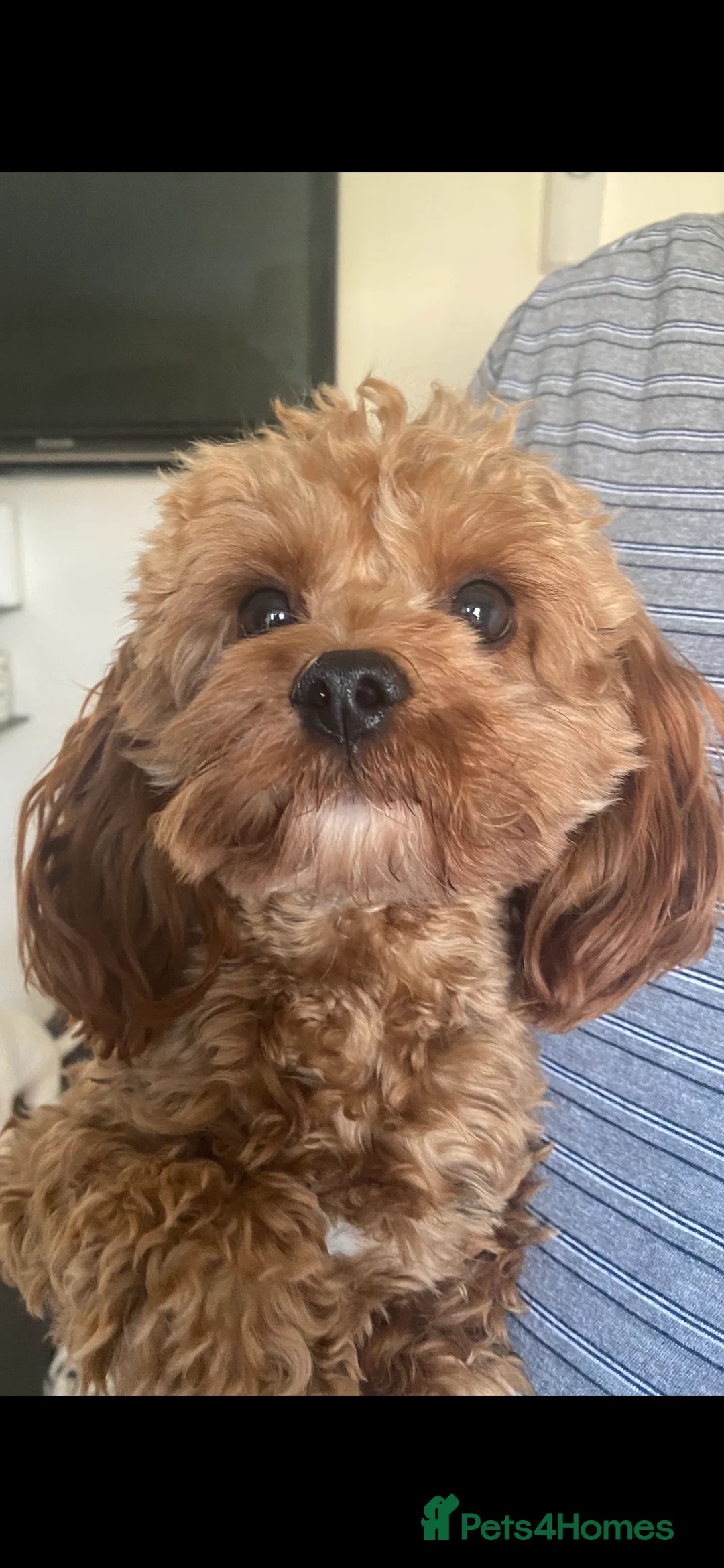 Cavapoo dogs for stud: TINY CAVAPOO STUD ONLY  in Mansfield - Advert 4