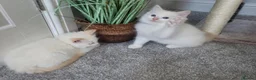 Ragdoll cats for sale: 💙💛GCCF Registered Apricot/Cream boy 💙💛 - Advert 5