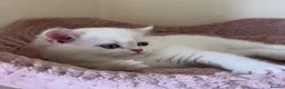 British Shorthair cats for sale: Quality Golden Kittens - Advert 29