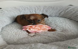 Chihuahua dogs for sale: Gorgeous chihuahua pups for sale  - Image 14