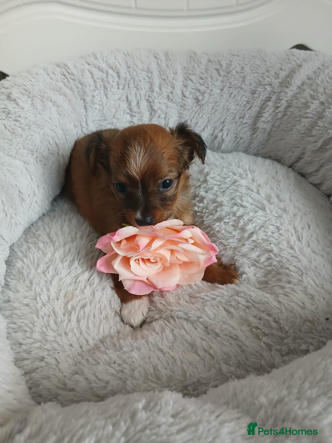 Chihuahua dogs for sale: Gorgeous chihuahua pups for sale  - Image 14