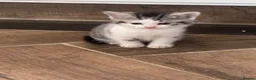 Mixed Breed cats for sale: Bsh x bengal kittens  - Advert 5