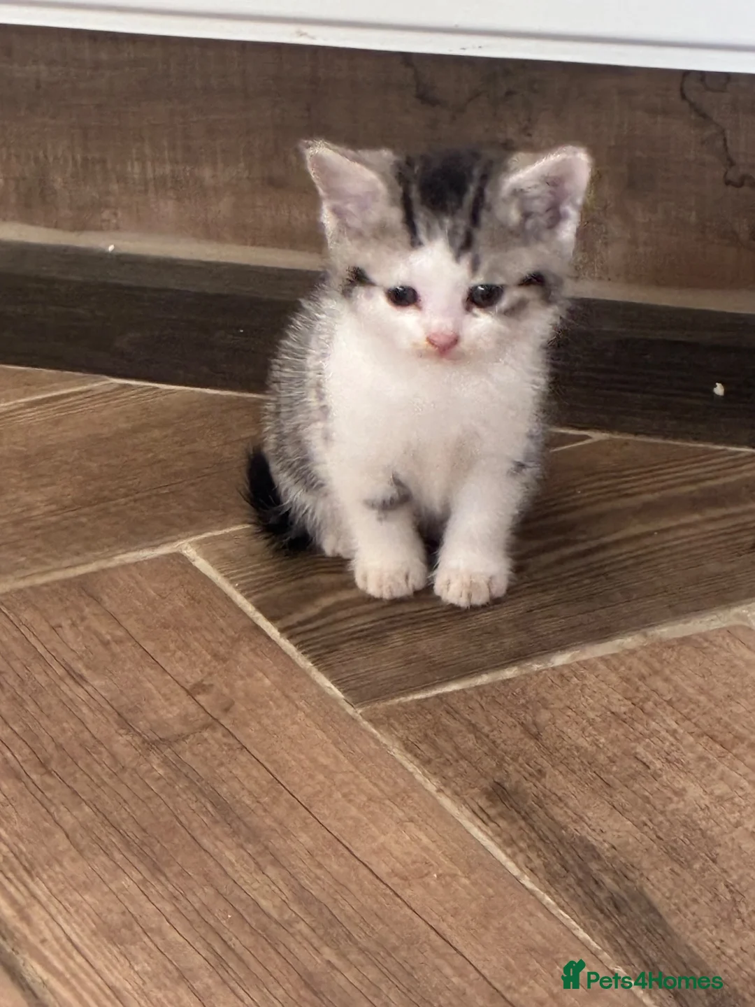 Mixed Breed cats for sale: Bsh x bengal kittens  - Advert 5