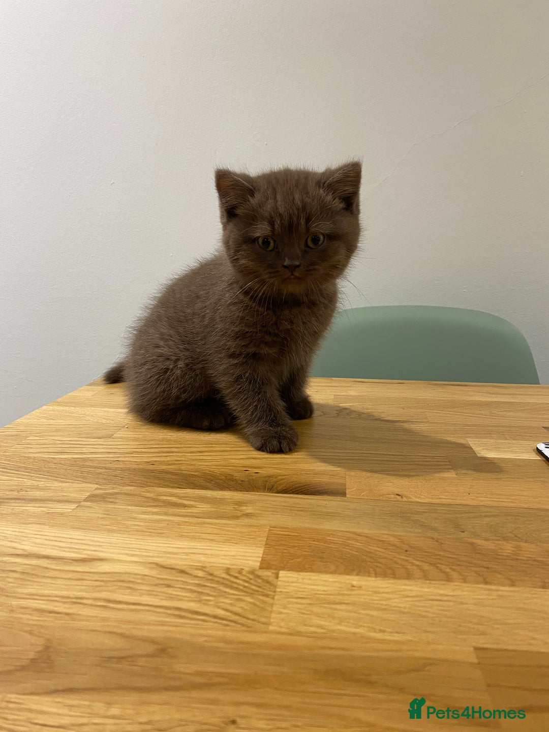British Shorthair cats for sale: **SOLD ** British Shorthair Chocolate Male  - Image 7