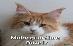 Maine Coon cats for sale: Dave JR - Image 3