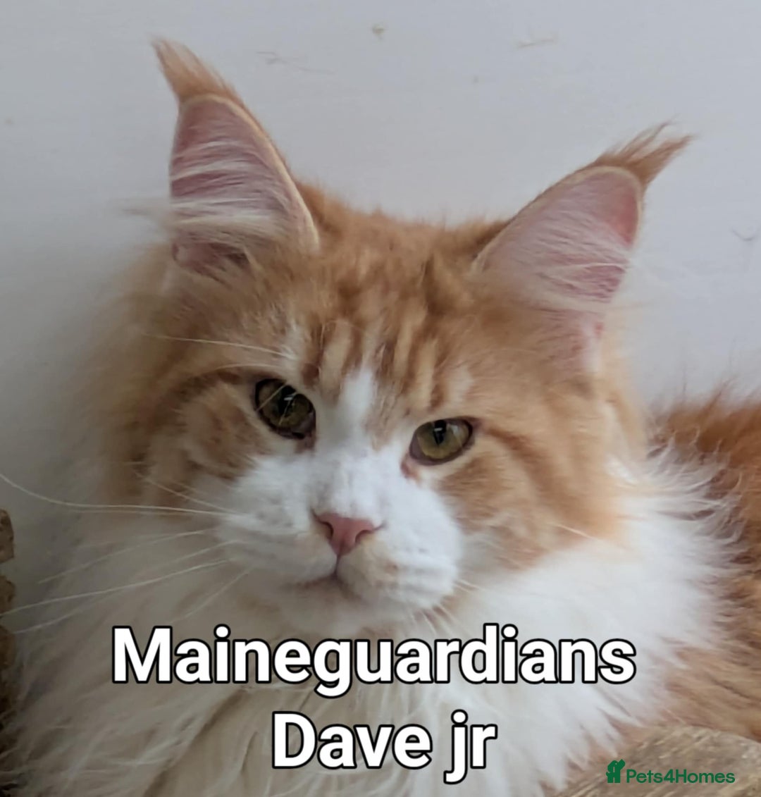 Maine Coon cats for sale: Dave JR - Image 3