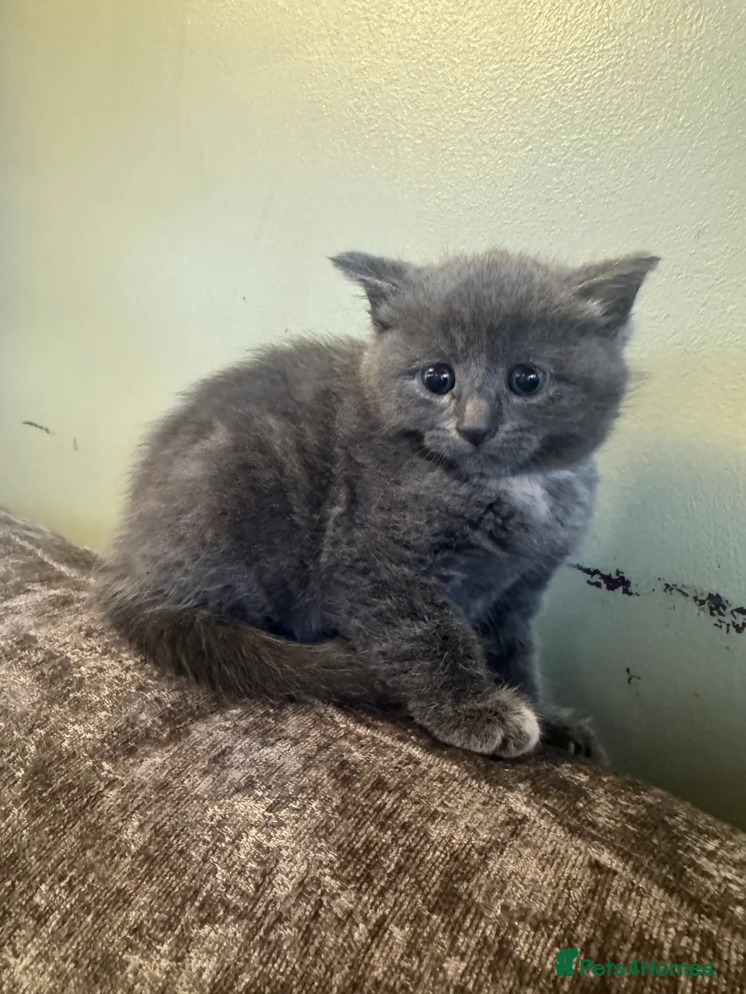 Russian Blue cats for sale: Beautiful Russian blue mix kittens   - Advert 5