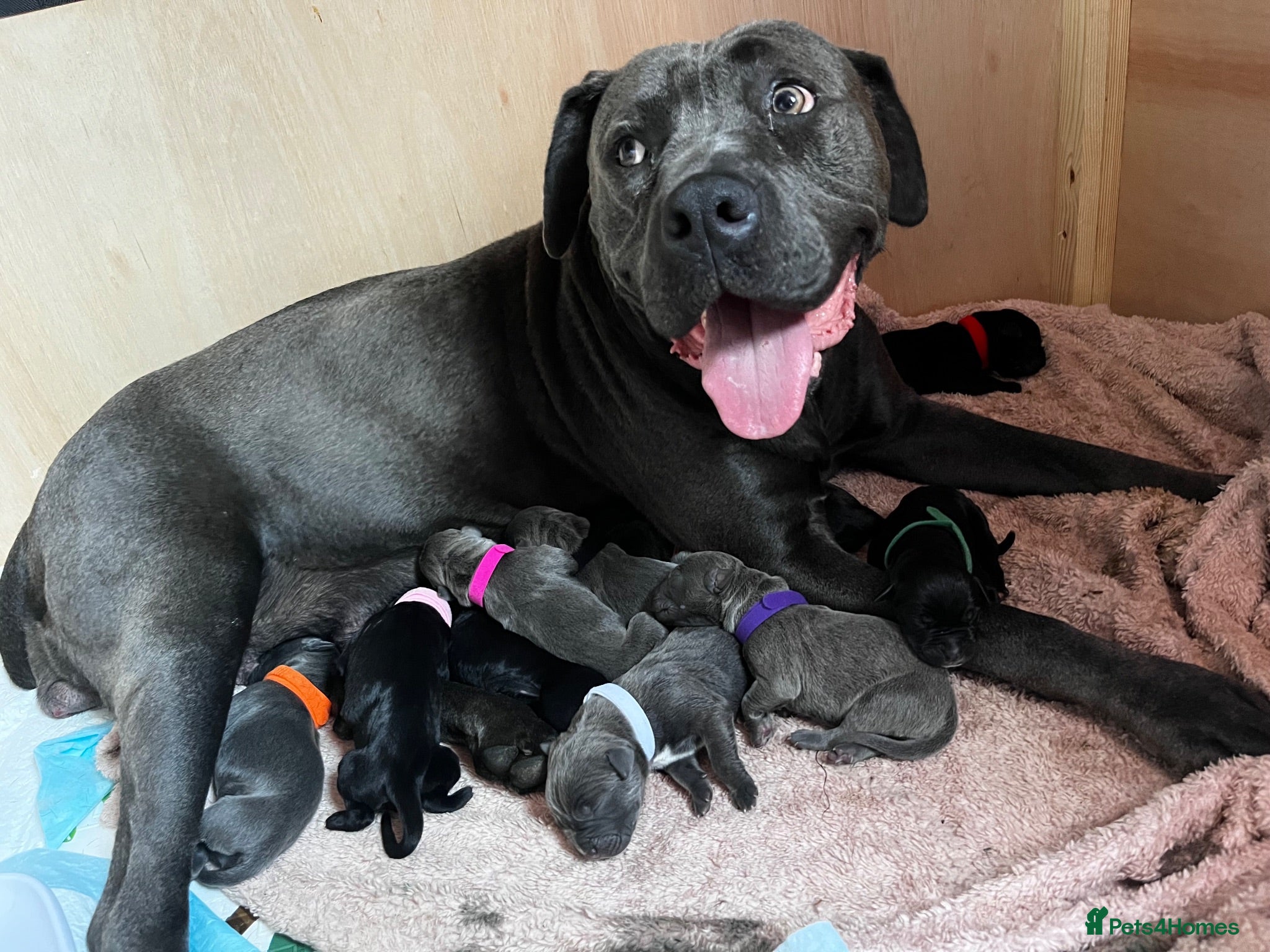 Cane Corso dogs Cane corso puppy’s  - Advert 12