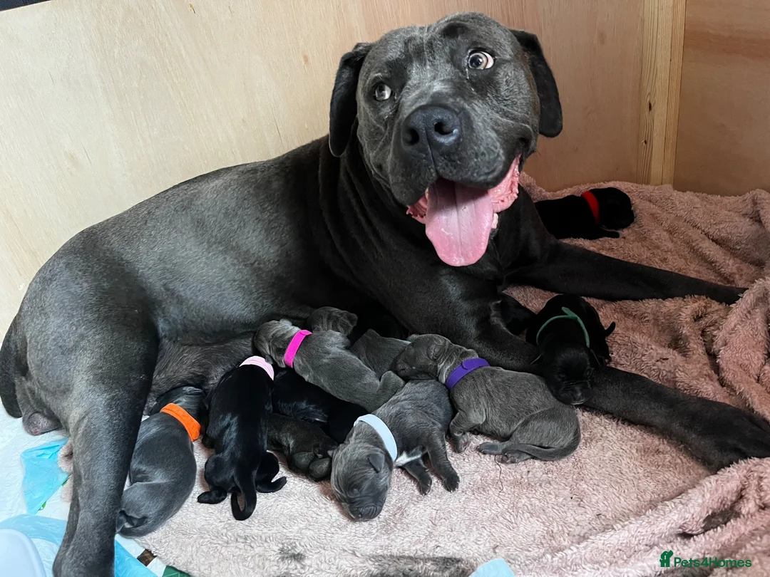 Cane Corso dogs for sale: Cane corso puppy’s  - Advert 1