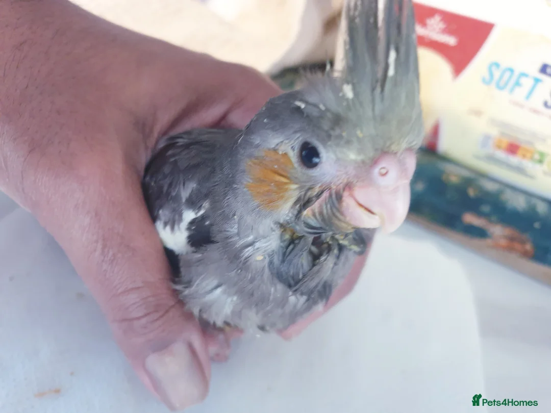 Cockatiels birds for sale:  hand reared baby cockatiels, new available Now* - Advert 10