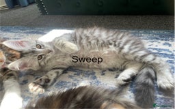 Maine Coon cats for sale: Mainecoon kittens  - Image 13