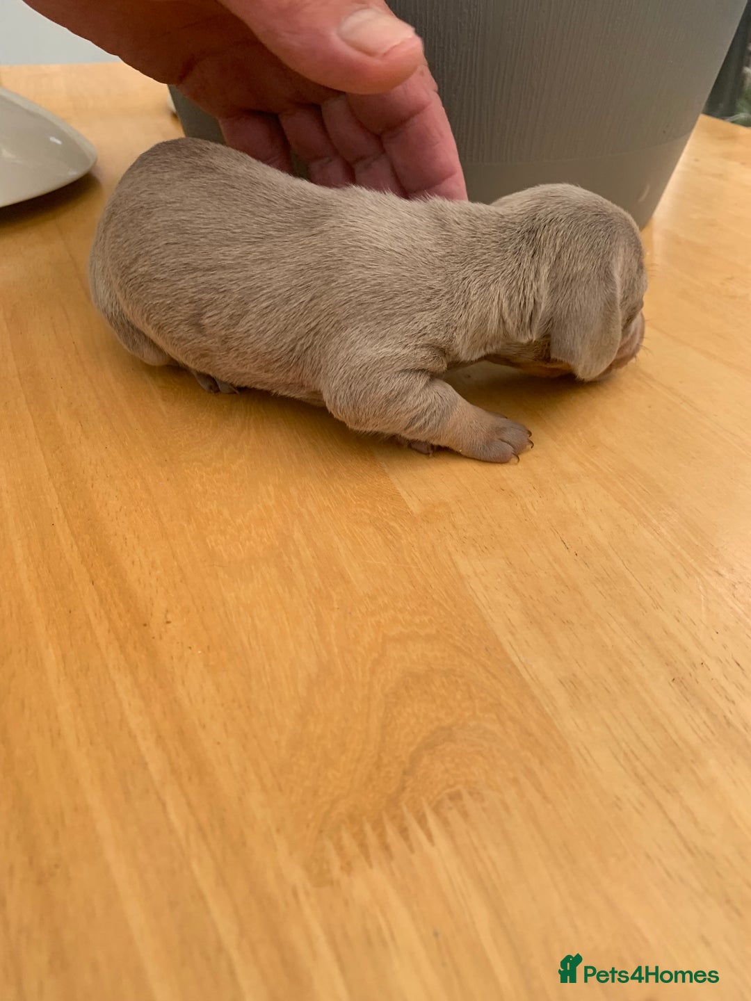 Dachshund dogs for sale: Miniature dachshunds  - Image 8