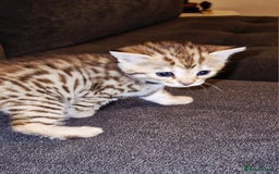 Bengal cats for sale: Absolutely Stunning Bengals  - Image 2