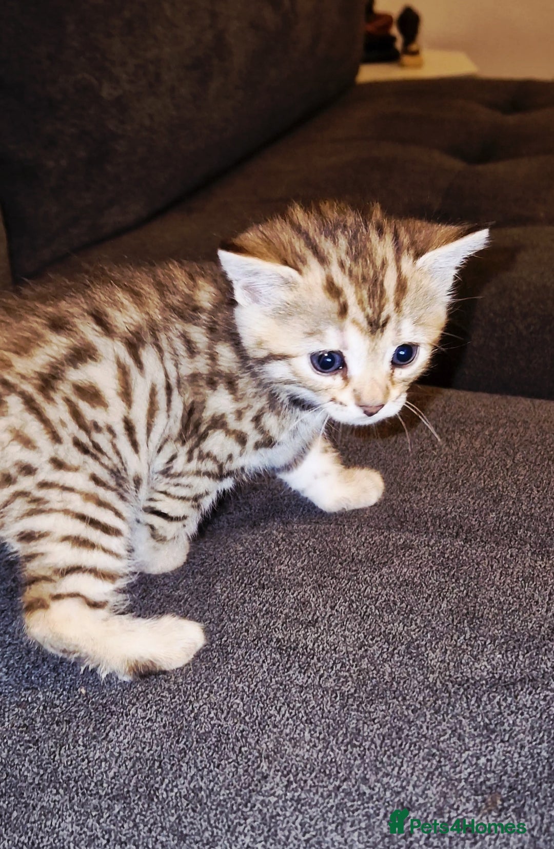 Bengal cats for sale: Absolutely Stunning Bengals  - Image 2