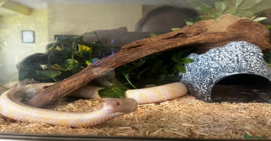 Corn Snake reptiles - Advert 7