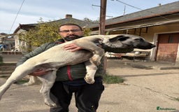 Anatolian Shepherd dogs for sale: Anatolian Shepherd(Malakli) - Image 11