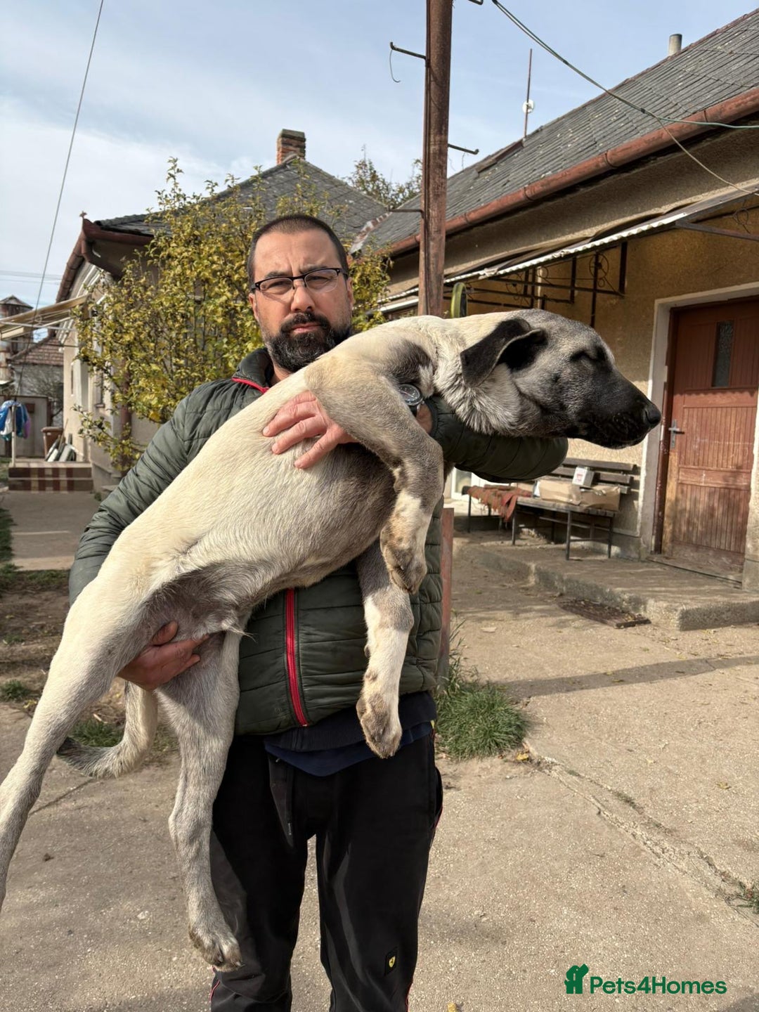 Anatolian Shepherd dogs for sale: Anatolian Shepherd(Malakli) - Image 11
