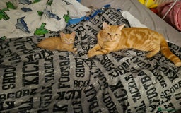 Mixed Breed cats for sale: Female ginger kitten  - Image 2