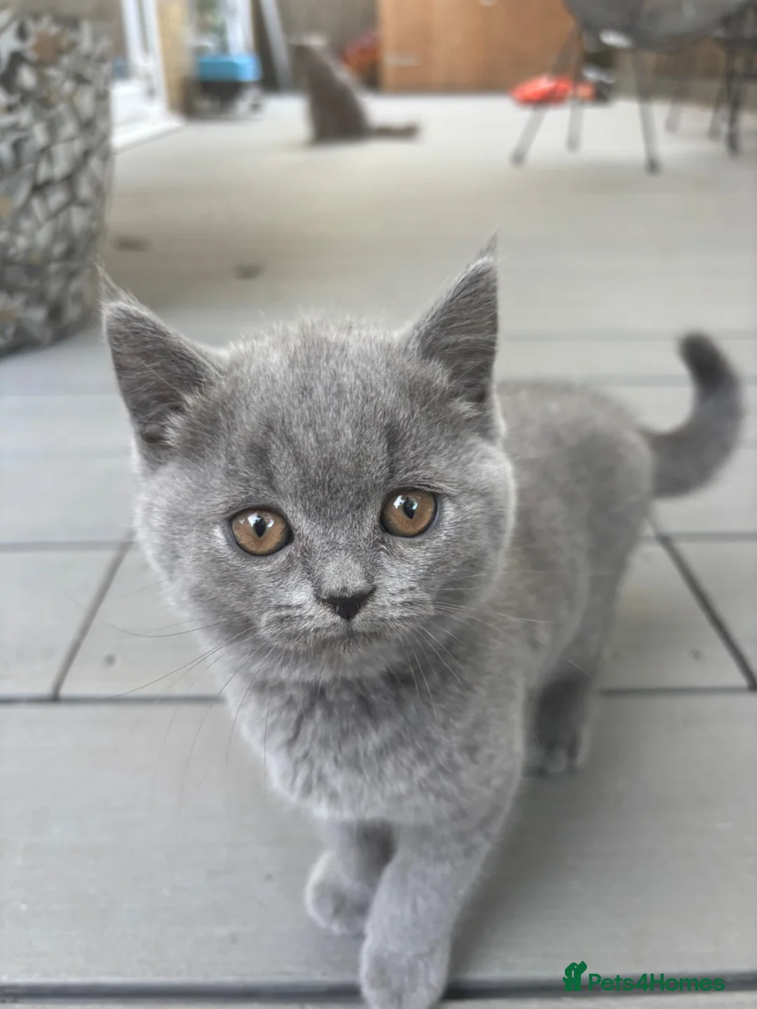 British Shorthair cats for sale: British shorthair kittens 🐱  - Advert 1