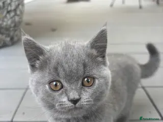 British Shorthair cats British shorthair kittens 🐱 - Advert 2