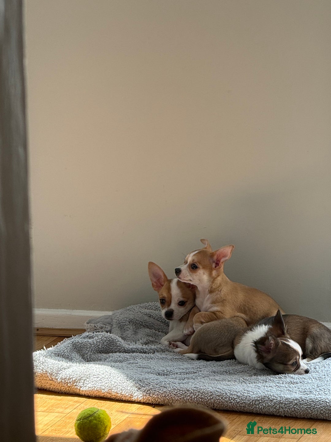 Chihuahua dogs for sale: Our beautiful Chihuahua puppies  - Image 23