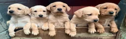Labrador Retriever dogs for sale: Stunning Yellow Labrador Puppies - Advert 1