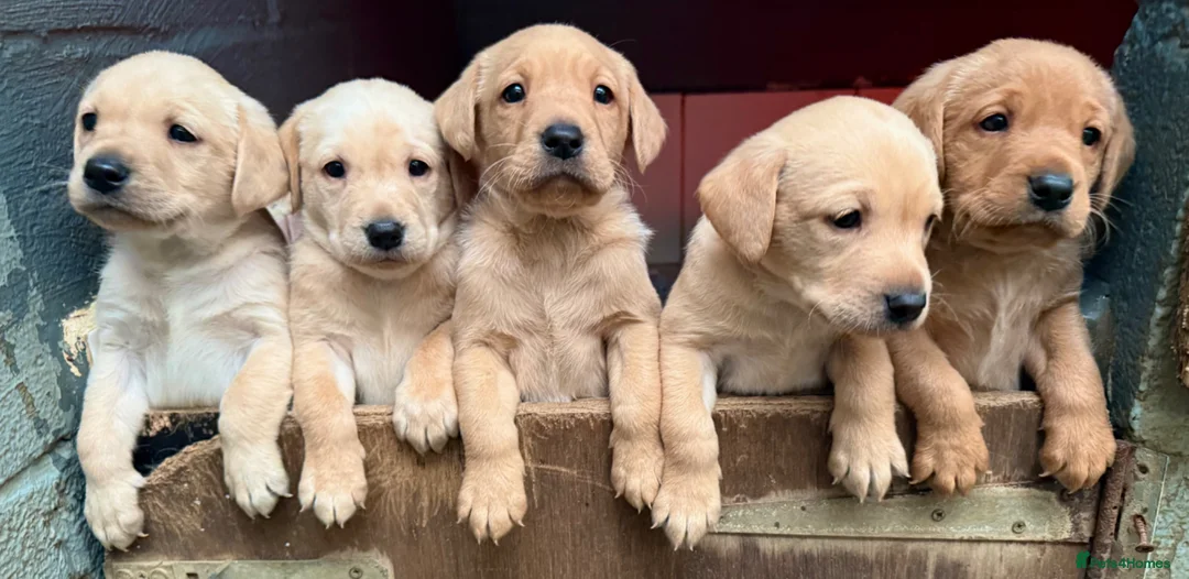 Labrador Retriever dogs for sale: Stunning Yellow Labrador Puppies - Advert 1