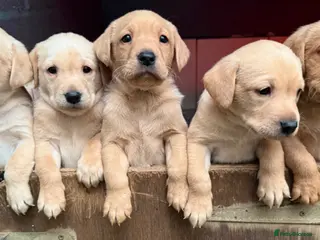 Labrador Retriever dogs Stunning Yellow Labrador Puppies - Advert 1