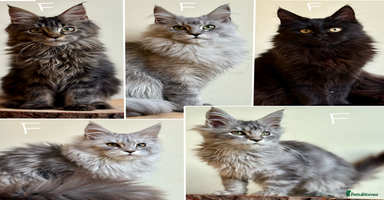 Maine Coon cats - Advert 11