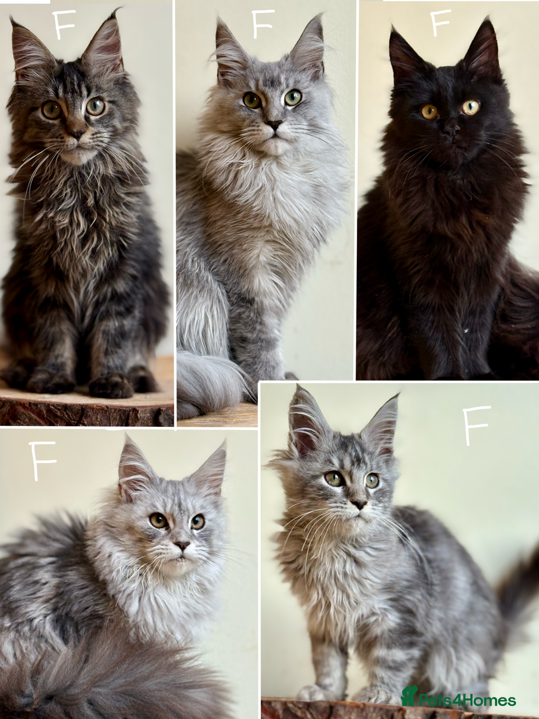 Maine Coon cats for sale: Beautiful pure bread maine coon kittens  - Image 2