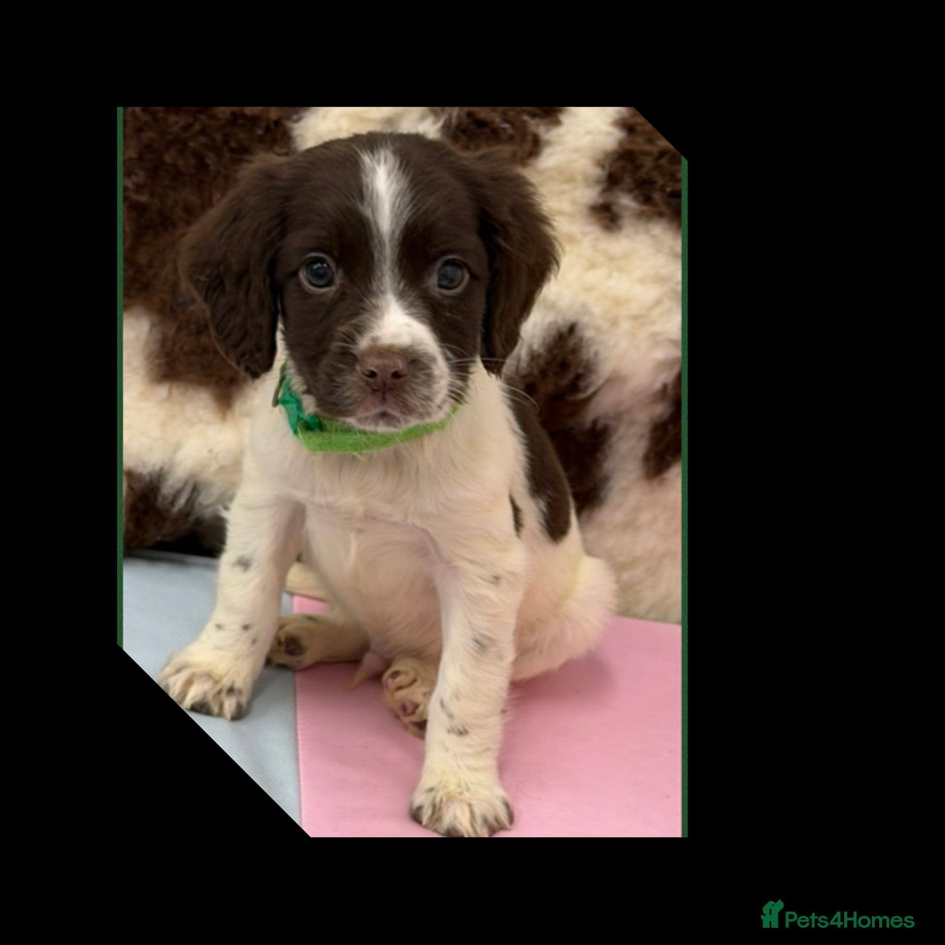 English Springer Spaniel dogs KC Registered English Springer Spaniel Pups - Advert 13