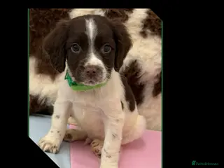 English Springer Spaniel dogs KC Registered English Springer Spaniel Pups - Advert 13