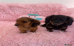 Miniature Dachshund dogs for sale: Dachshund - Image 3
