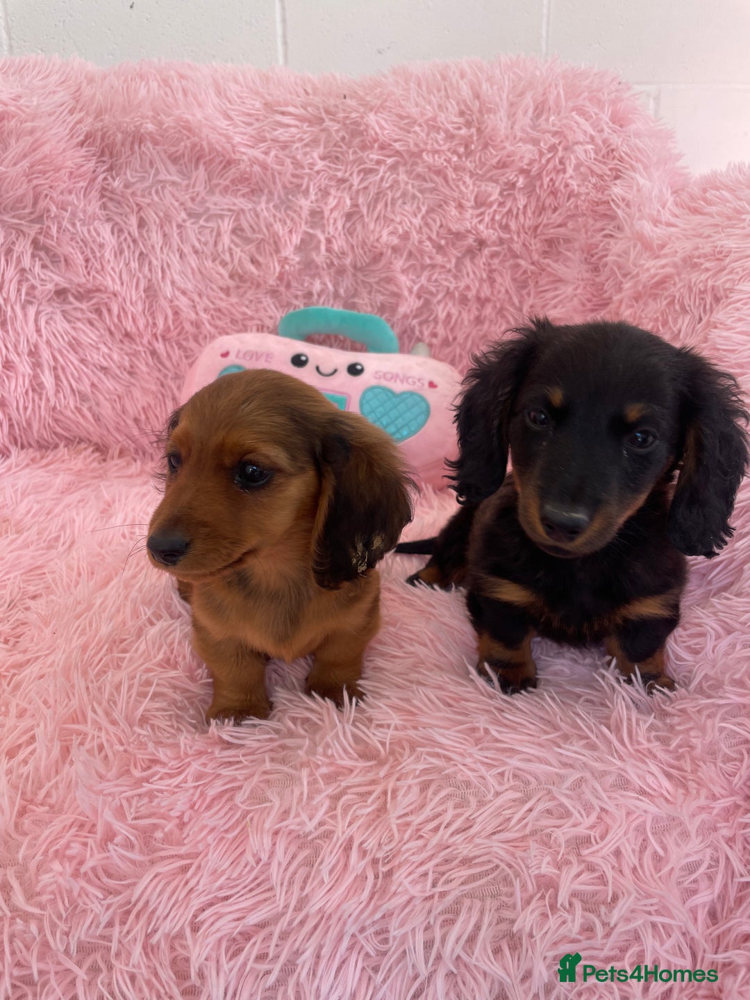 Miniature Dachshund dogs for sale: Dachshund - Image 3