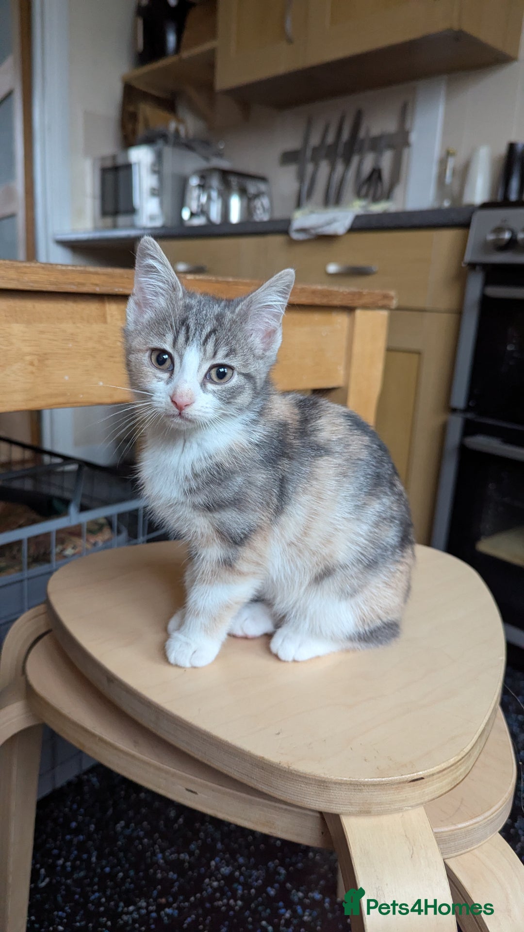 Mixed Breed cats for sale: One ginger boy and one turtle girl  - Advert 1