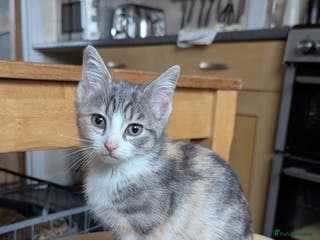 Mixed Breed cats One ginger boy and one turtle girl - Advert 3