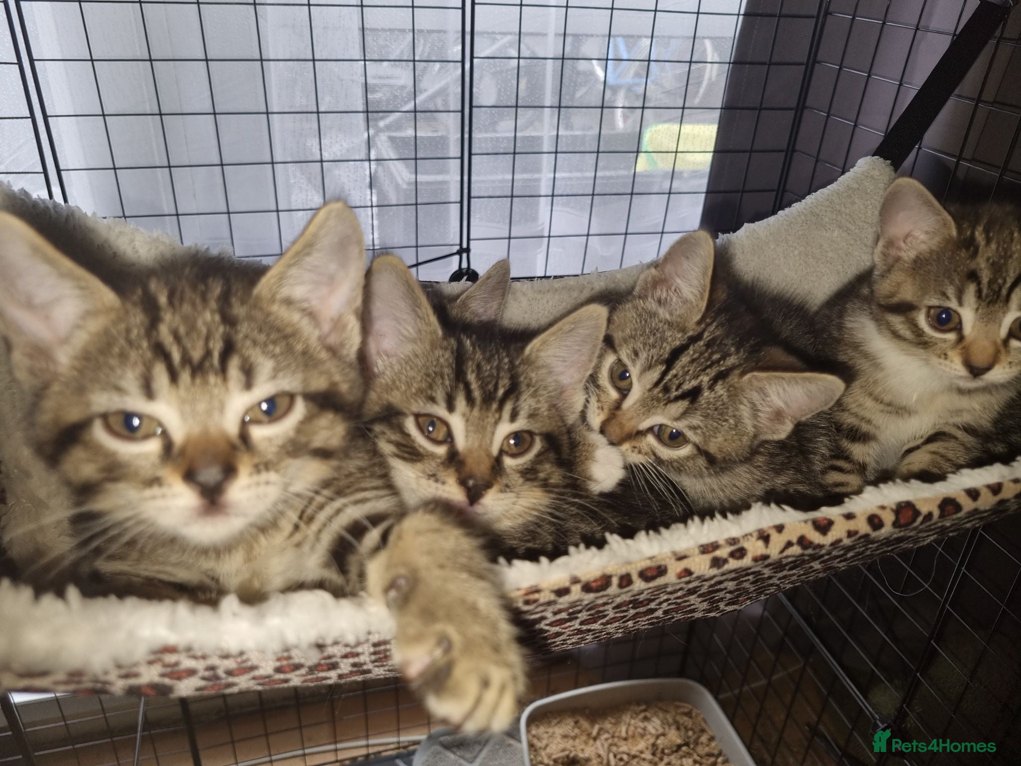 Mixed Breed cats 7 mixed breed kittens. - Advert 1