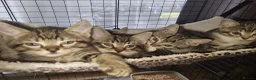 Mixed Breed cats for sale: 7 mixed breed kittens. - Advert 4