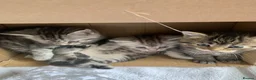 Mixed Breed cats for sale: Beautiful kittens ready end june  - Advert 5