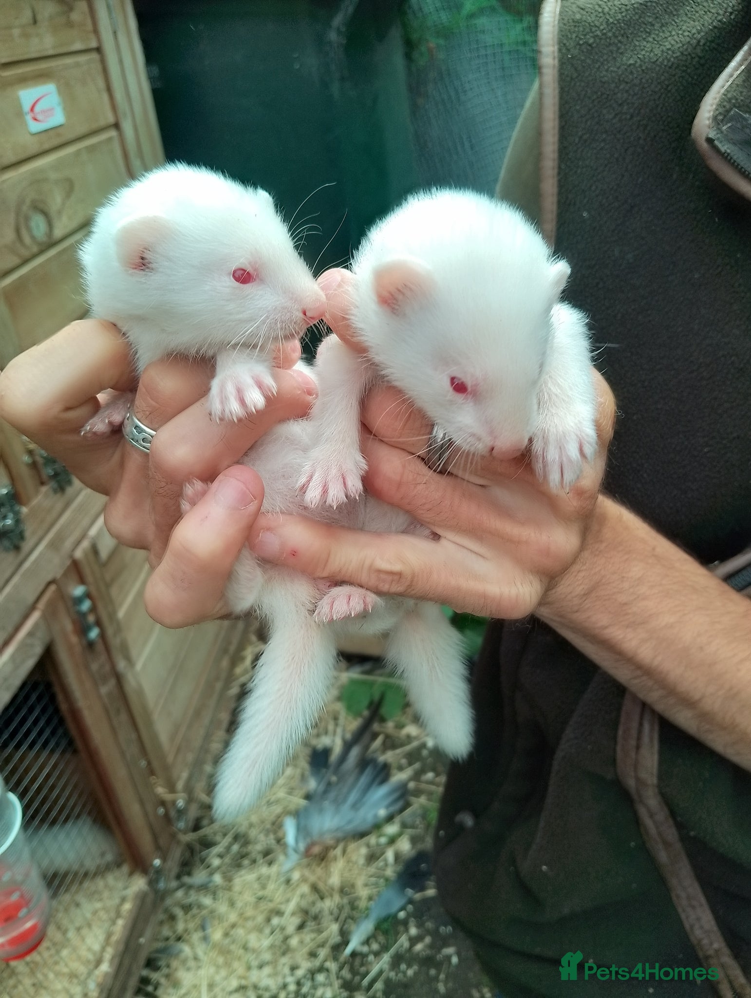 Ferret rodents Baby ferrets  - Advert 10