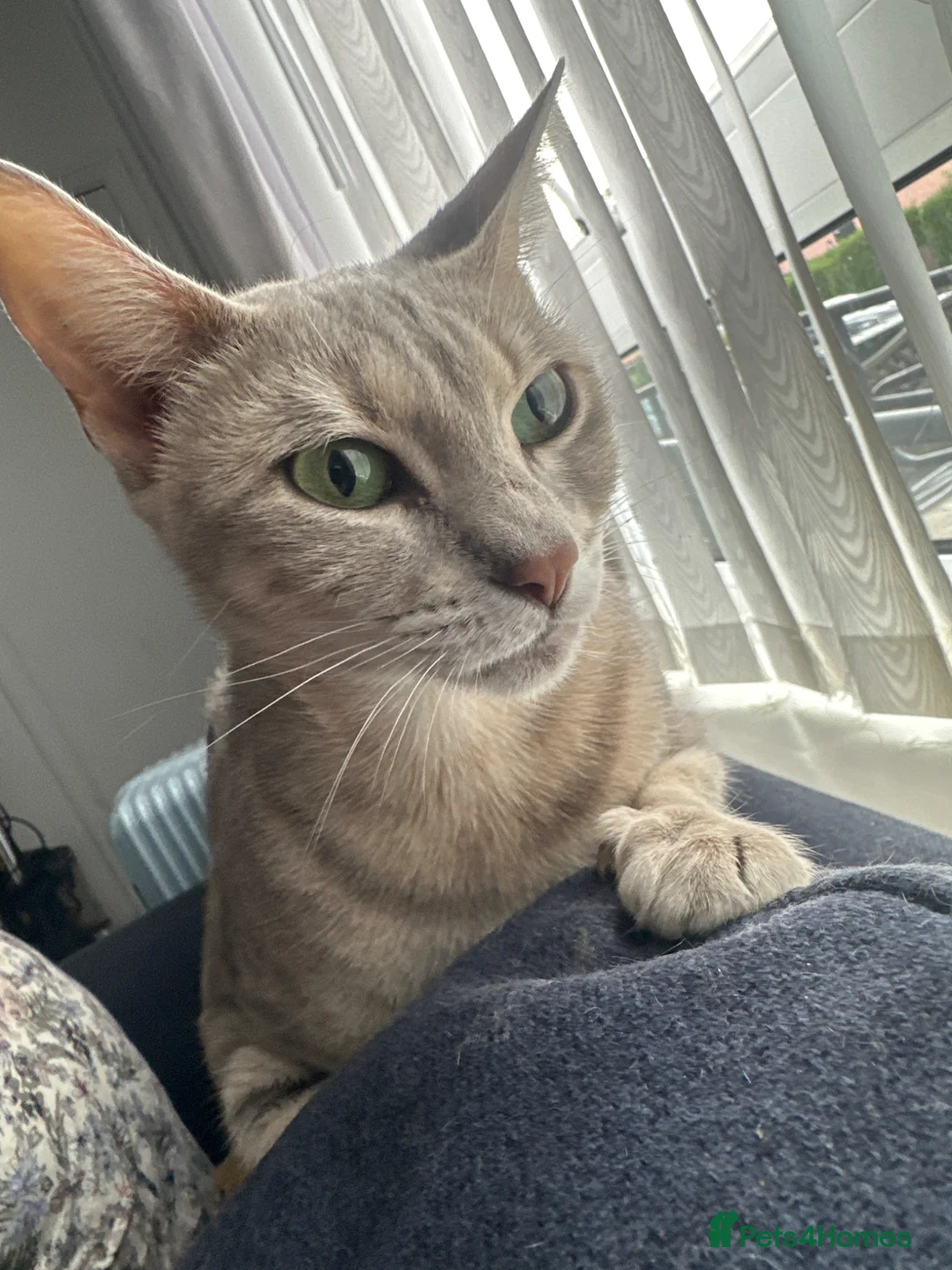 Bengal cats for sale: Perfect marble Bengal girl - Advert 5