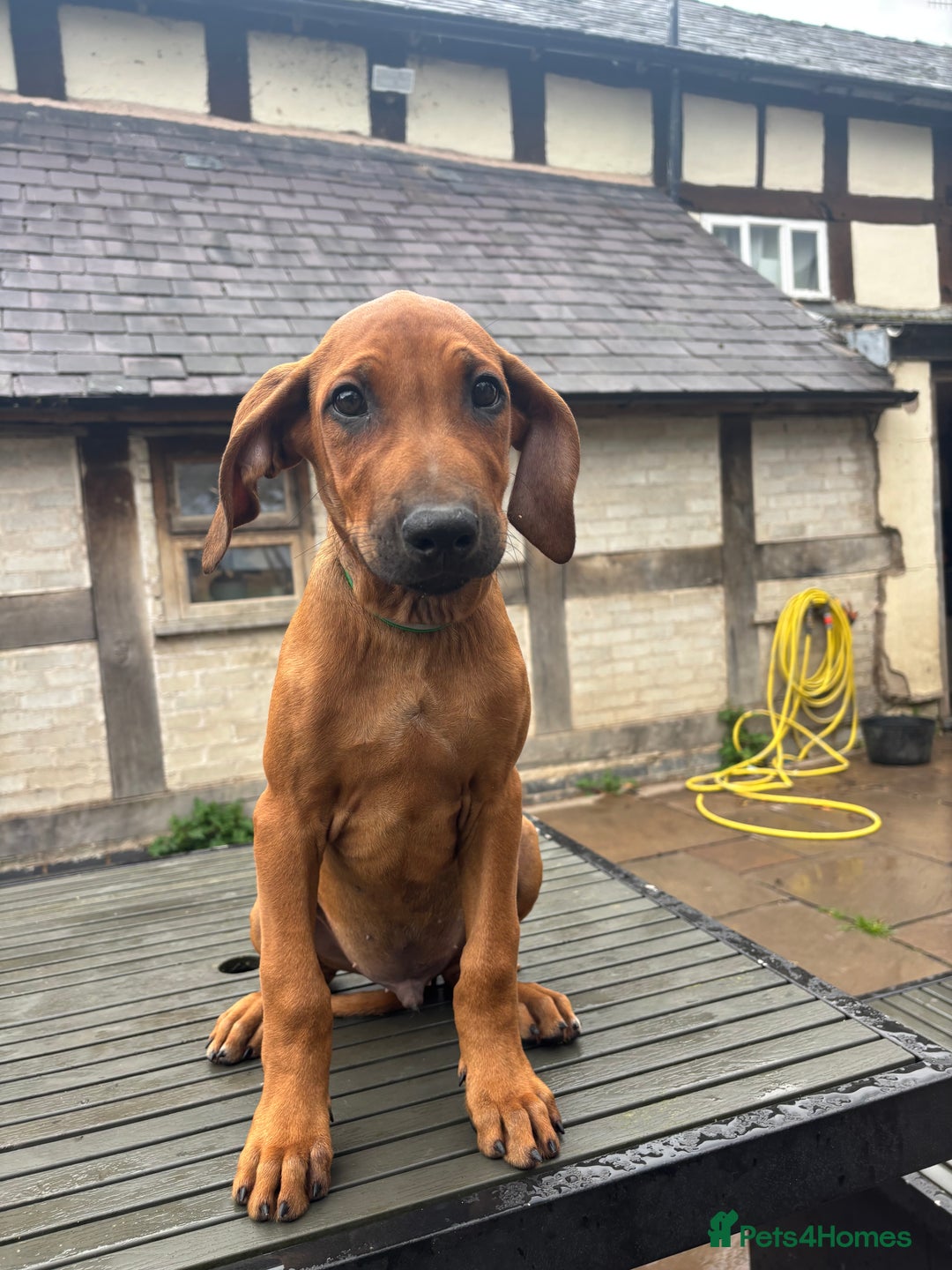 Rhodesian Ridgeback dogs for sale: Kc registered Rhodesian Ridgebacks puppies - Image 8